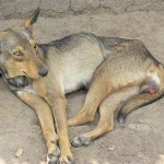 Un cáncer provocado por un único perro hace 11.000 años