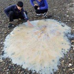 Una medusa gigante desconocida aparece en una playa de Australia 