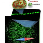 Crean artificialmente unas bacterias magnéticas que ‘convierten’ los alimentos en fármacos naturales