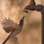 En fotos, Capturan a un pájaro atrapando gotas de agua