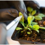 Plantas biónicas: una nueva fuente de energía