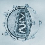 El VIH evoluciona de manera diferente en hombres y mujeres