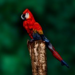 En esta fotografía no hay ningún pájaro. Mírala atentamente. No lo hay.