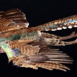 Nuevas revelaciones sobre el Archaeopteryx, el pájaro más primitivo