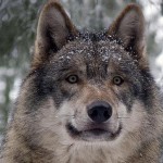 ¿Los perros se comunican a través de la mirada? 