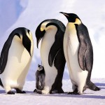 Calentamiento global pone en peligro a los pingüinos emperador