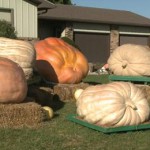 Hombre cosecha calabazas gigantes en Indiana. 