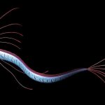 El pez remo, la temida serpiente gigante por los antiguos marineros