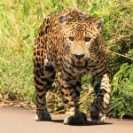 Avistaron un nuevo ejemplar de yaguareté en un parque provicial de Misiones