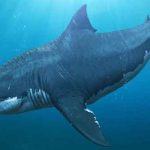 Las aguas más frías crearon un Megalodon de gran tamaño