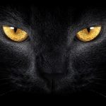 10 Cosas que solo sabemos los que tenemos gato | ¿Cuáles te identifican?