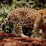 El jaguar se sitúa al borde de la extinción: 64.000 ejemplares en todo el mundo