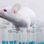 Crean un cerebro híbrido de ratón y humano