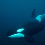 Una hambrienta orca bate el récord de inmersión de la especie