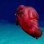 Cámara submarina filma en la Antártida al extraño ‘monstruo de pollo sin cabeza’