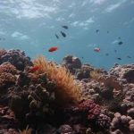 La Gran Barrera de Coral ha perdido la mitad de sus corales