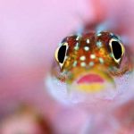 Nuevo estudio afirma que los peces pueden sentir dolor