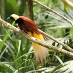 Aves del paraíso: especies y características
