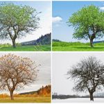 ¿Por qué les llamamos primavera, verano, otoño e invierno a las 4 estaciones del año?