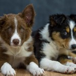 El border collie, el perro más inteligente del mundo