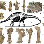 Los dinosaurios saurópodos surgieron antes de lo estimado
