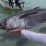 Lanza un atún a un grupo de jureles gigantes predatorios y, uff, vaya locura