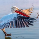Premios Audubon: las imágenes de aves más bellas e impactantes