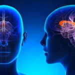 El cerebro zurdo: las diferencias en el cerebro