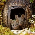 Una familia de ratones vive en su jardín, ¡y les crea una ciudad!