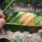 Nuevas razas de roya atacan el café de América Latina y el Caribe