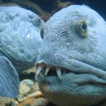 Top peces feos
