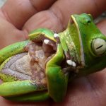 Tanatosis: ¿qué es y qué animales la practican?