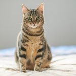 ¿Por qué los gatos ronronean? | ¡Te sorprenderás!