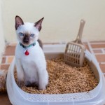 Un gatito nuevo en casa: ¿qué debemos tener en cuenta?