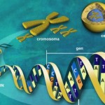 ¿Cómo son las células del ser humano?