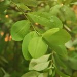 Grandiosos usos medicinales de la hoja de coca