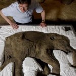Los biólogos planean devolver a la vida al mamut lanudo en 2019