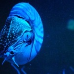 Uno de los animales más raros del planeta reaparece por primera vez en 30 años