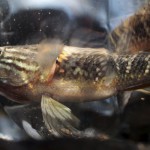 El “pez sambo”, ¿la solución definitiva al virus del Zika?