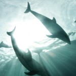 Descubren una nueva especie de ballena con hocico de delfín y solo cuatro dientes