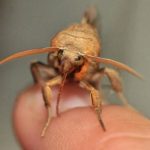 Así es la mariposa vampiro que se alimenta de sangre