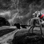 Un perro salva la vida a dos chicas alcanzadas por un rayo