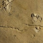 El descubrimiento de unas huellas fosilizadas desafía la teoría sobre la evolución humana