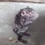 La “irritante” verdad sobre el video viral del ratón que se ducha