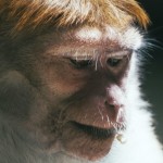 Un híbrido humano y chimpancé habría nacido en un laboratorio de EE.UU.