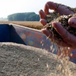 Este es el cereal que han utilizado dos estudiantes mexicanas para crear un plástico biodegradable