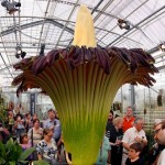 ¿Por qué Amazon cultivará la ‘flor cadáver’?