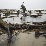 Emerge un bosque fantasma de las aguas del mar Báltico ruso