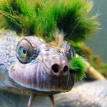 ‘Tortuga punk’ está al borde de la extinción