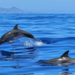 ‘¡Al ataque!’: Delfines se colocan en fila y derriban a un surfista en Australia